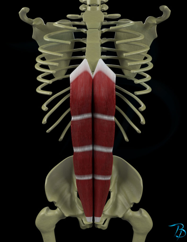 Rectus abdominis – Myoreflex