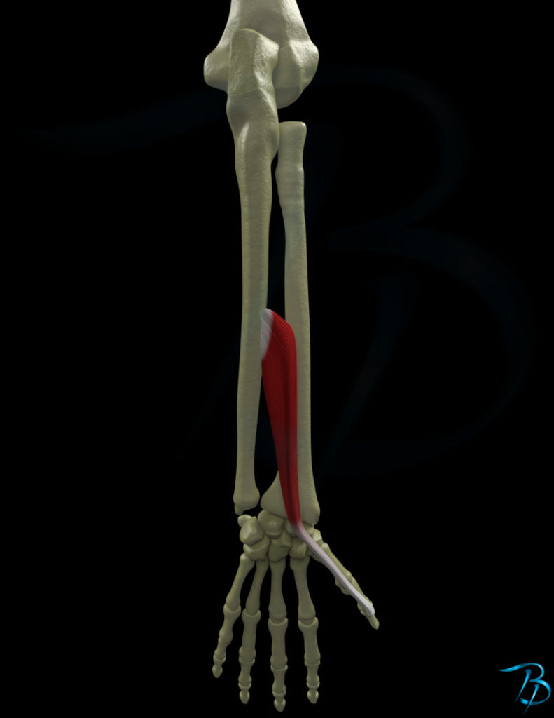 Extensor Pollicis Longus Injury