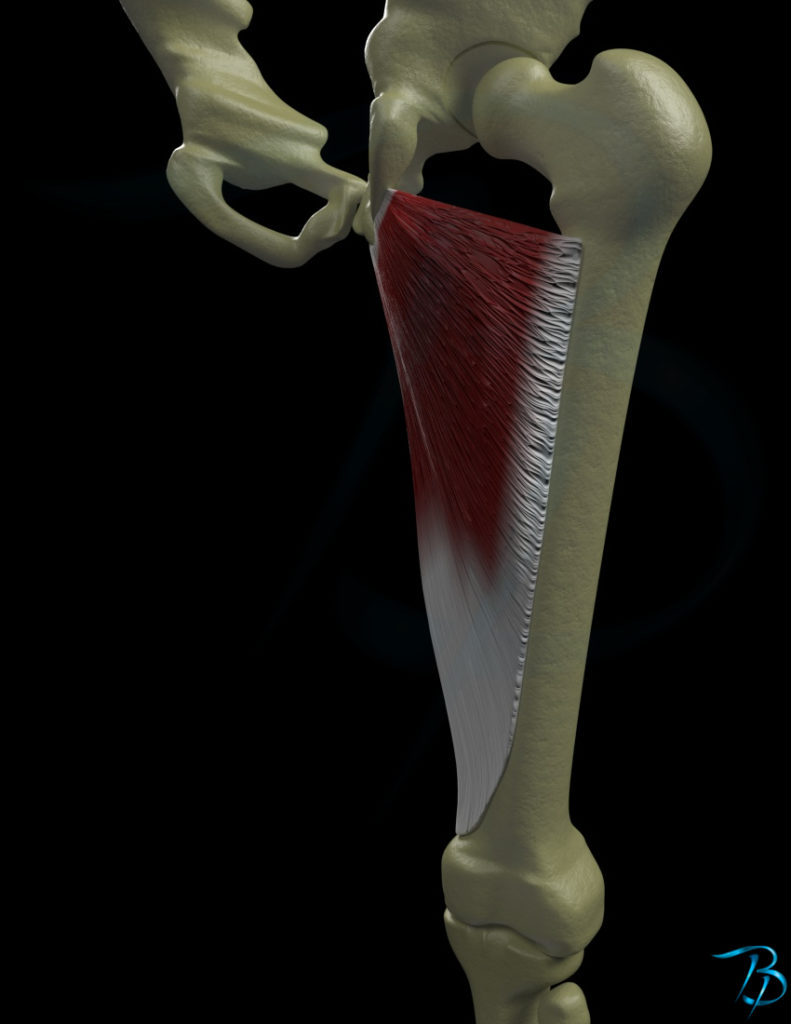 Adductor magnus – Myoreflex